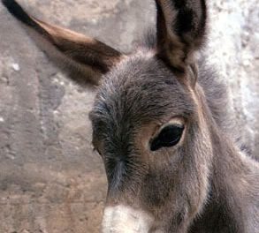 الفن الملتزم ونظرية الإستحمار