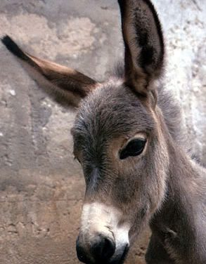 الفن الملتزم ونظرية الإستحمار